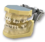 210 Periodontal Clear Gingival Model with Natural Root Teeth, Calculus and ULB